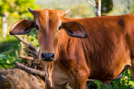 Costa Rican cow in Alajuela province, Costa Rica.
