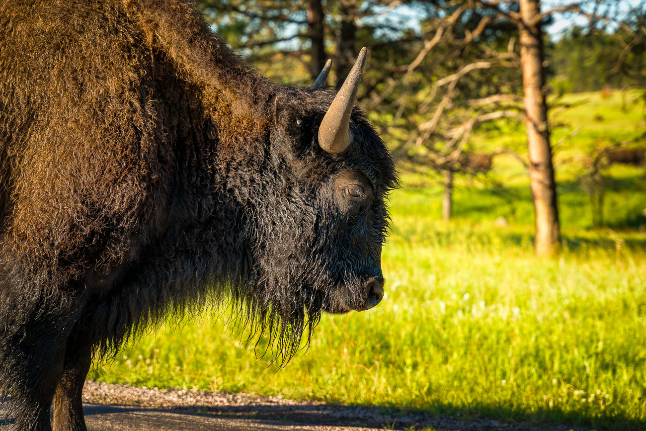 Large bison in Custer State Park in Custer, South Dakota