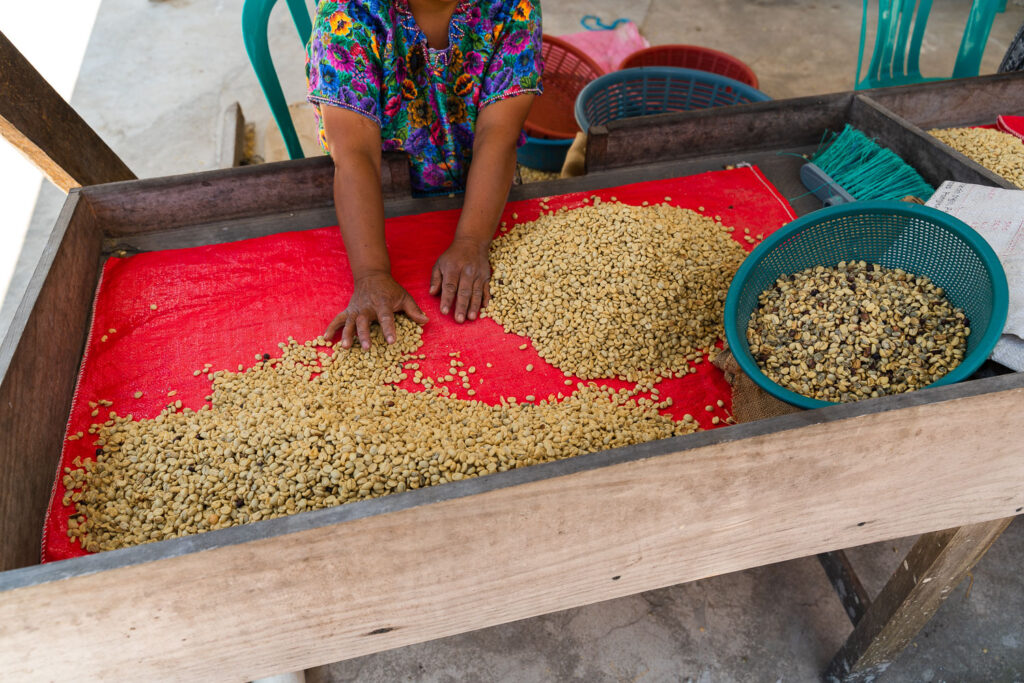 A woman sorts out coffee beans at the La Voz Coffee Cooperative in San Juan Guatemala.