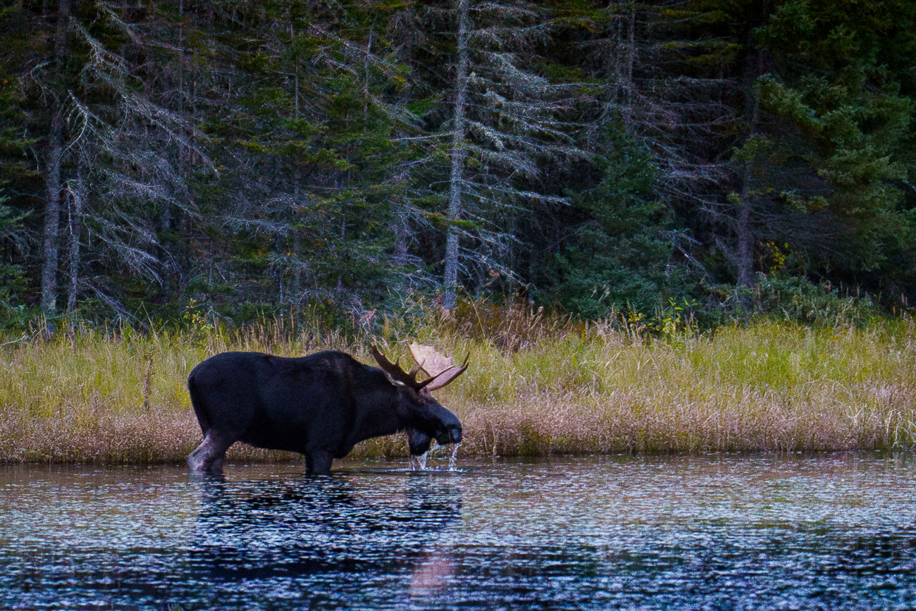 A moose in the water in the Superior National Forest in October 2023.