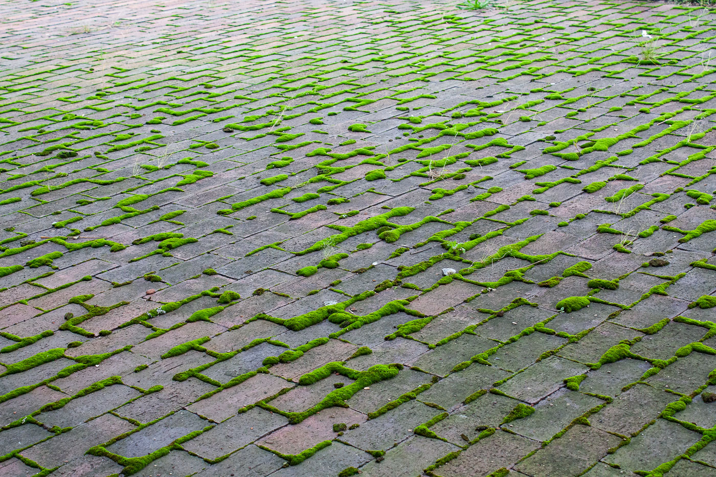 Mossy bricks in New York City