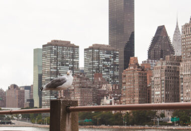 Seagull in Manhattan in New York City.