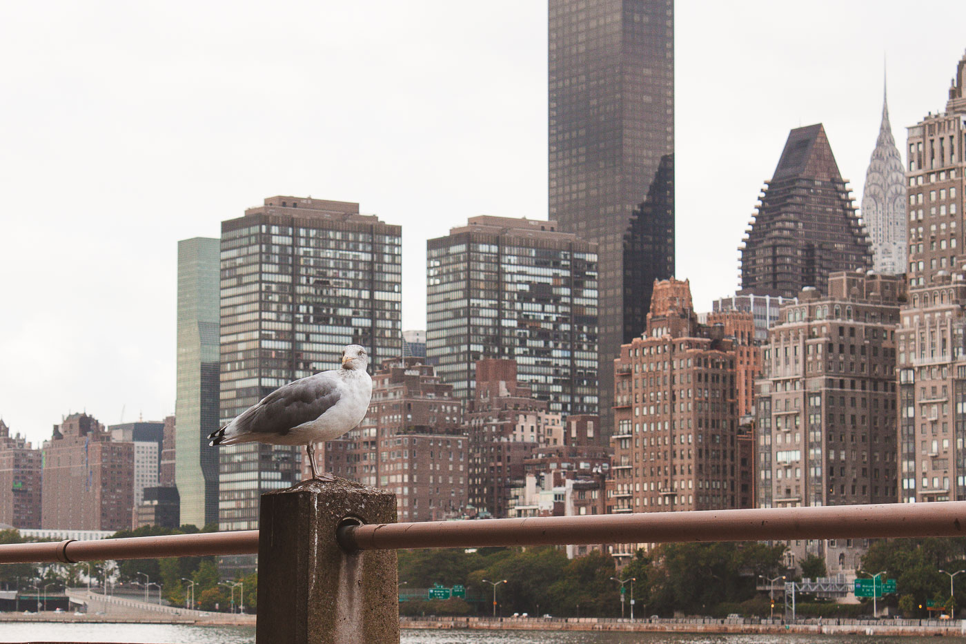 Seagull on a pillar in New York City