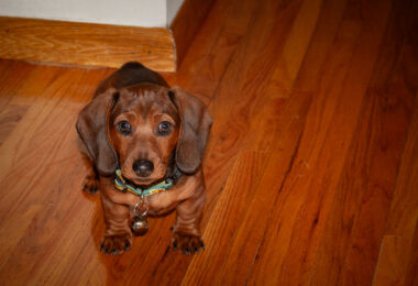 A dachshund dog.