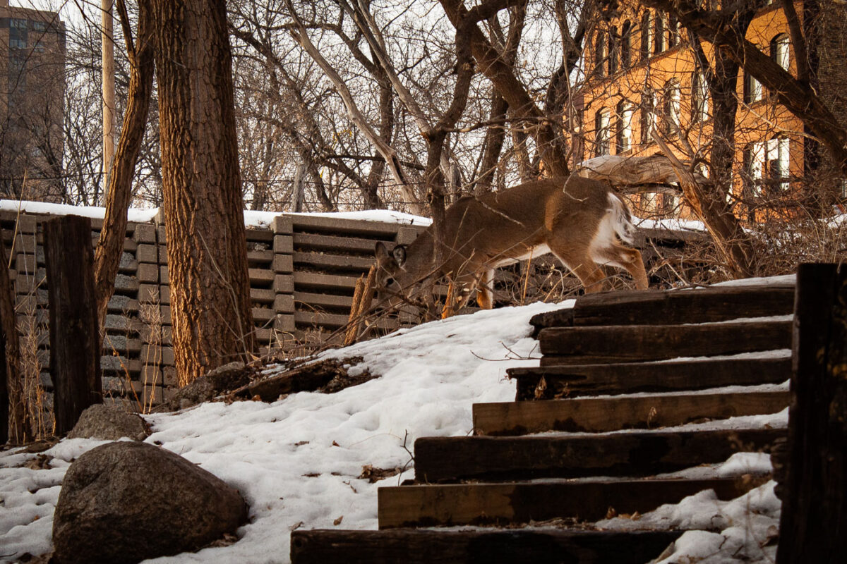 Deer near downtown Minneapolis.