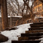 Deer near downtown Minneapolis.