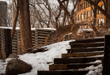 Deer near downtown Minneapolis.
