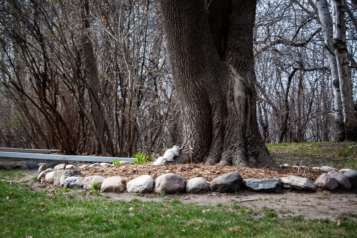 A white squirrel at the bottom of a tree.