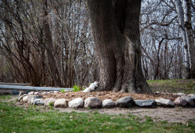 A white squirrel at the bottom of a tree.
