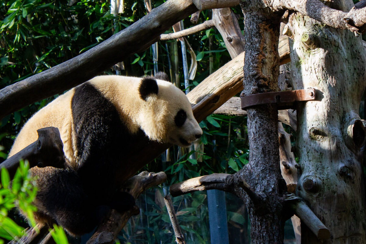 A giant panda at the San Diego California Zoo.