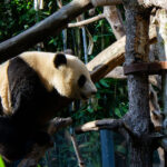 A giant panda at the San Diego California Zoo.