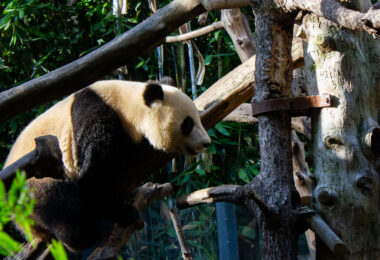 A giant panda at the San Diego California Zoo.