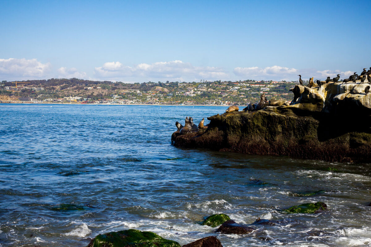 Seals and Sea Lions in La Jolla, California.