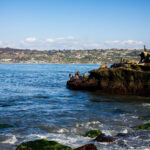 Seals and Sea Lions in La Jolla, California.