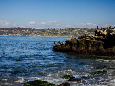 La Jolla Sea Lions and Cormorants on Rocks, California