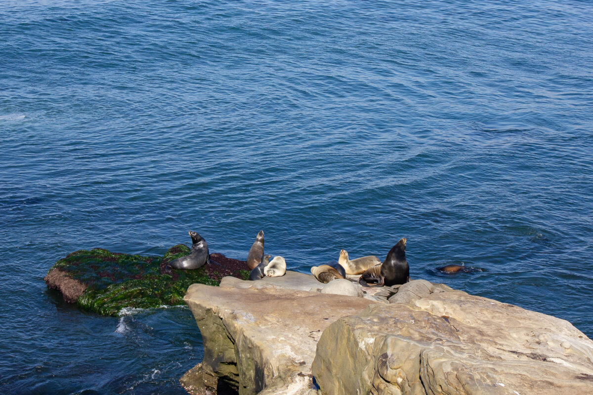 Seals in La Jolla, California.