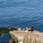 Seals in La Jolla, California.
