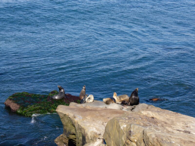 Sea Lions Resting on Rocks in La Jolla, California
