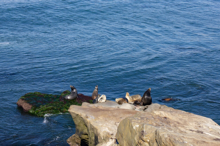 Sea Lions in La Jolla 1 Seals in La Jolla, California.