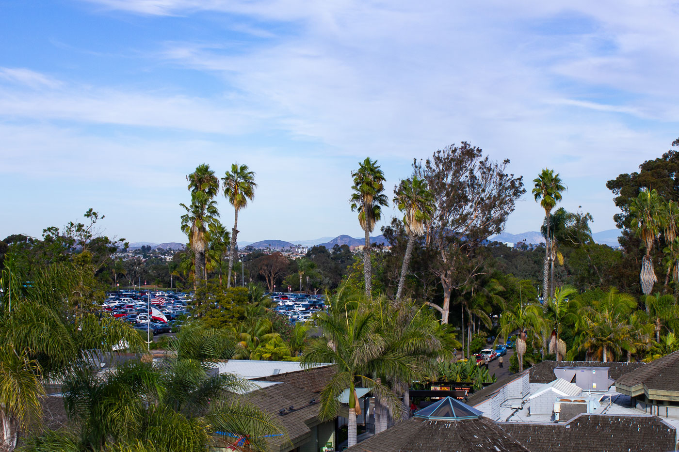 Palm Trees at San Diego Zoo