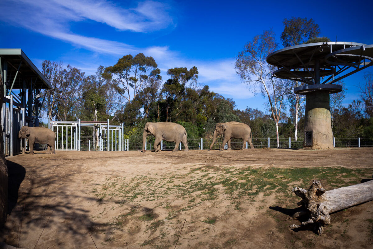 Elephants at the San Diego Zoo.