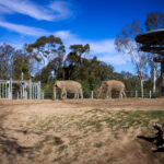 Elephants at the San Diego Zoo.