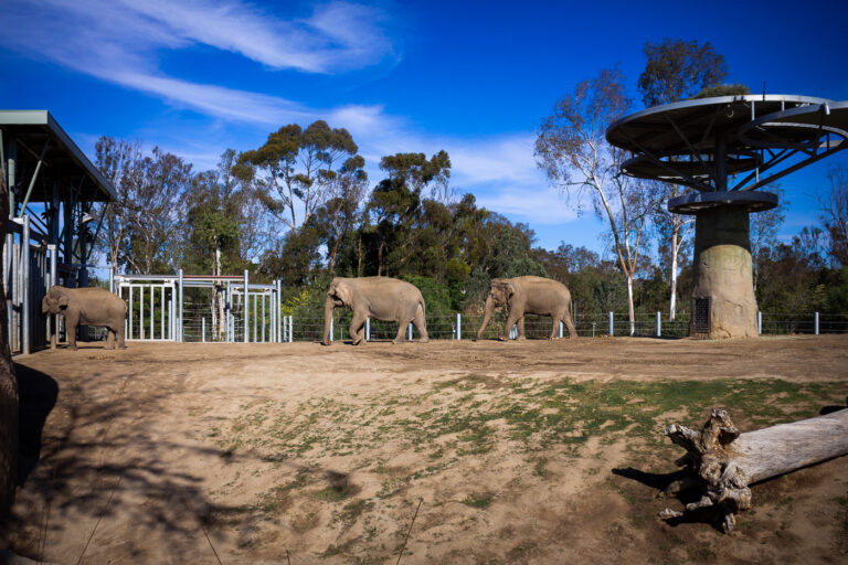 Elephants at the San Diego Zoo 2 Elephants at the San Diego Zoo.