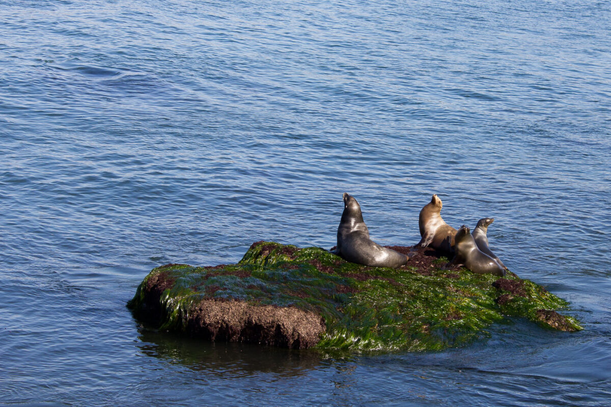 Sea Lions in La Jolla, California.