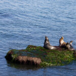 Sea Lions in La Jolla, California.