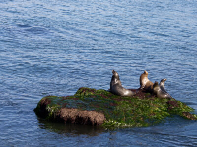 Sea Lions on Algae-Covered Rock, La Jolla, California