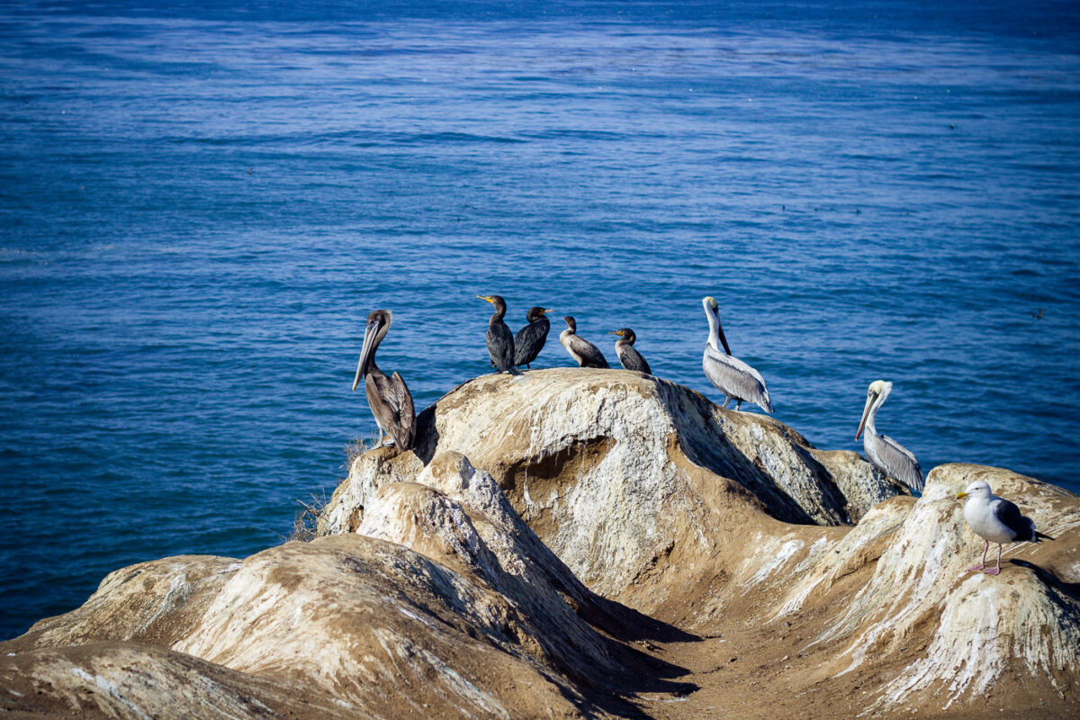 Pelicans in La Jolla, California.