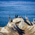 Pelicans in La Jolla, California.