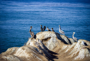 Pelicans in La Jolla, California.
