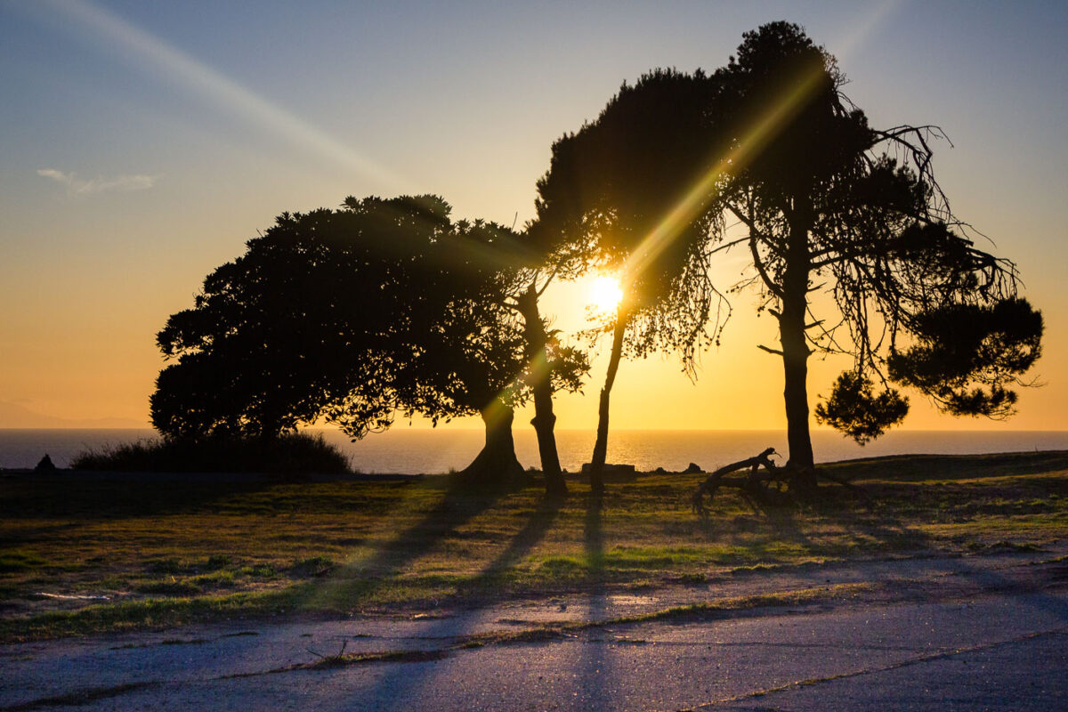 Sunset over the Pacific Ocean from San Pedro, California, with silhouetted trees and coastal grasses in the foreground.