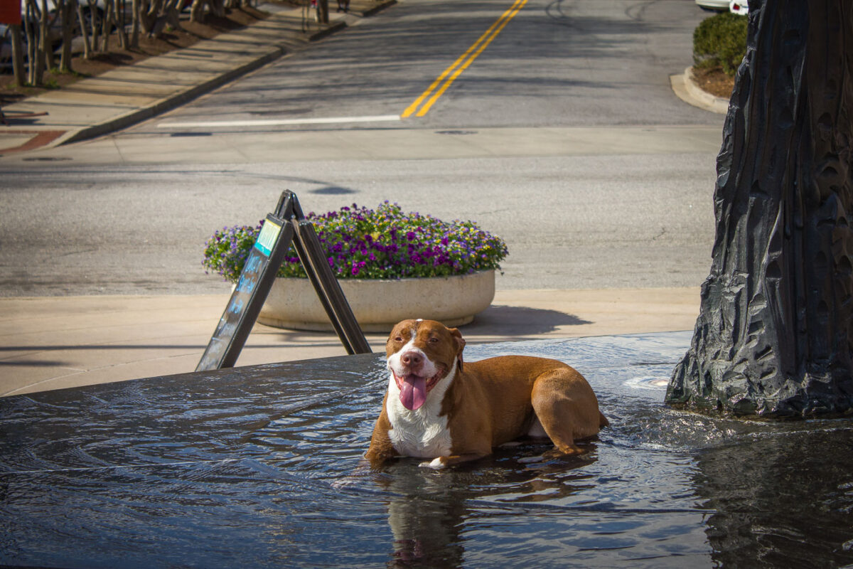 Dog playing in water fountain on a hot summer Norh Carolina day.