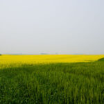 Grass near Starkweather North Dakota