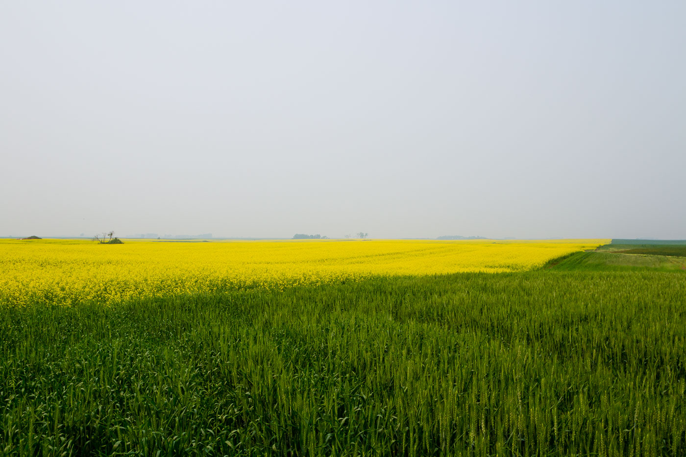 Grass near Starkweather North Dakota