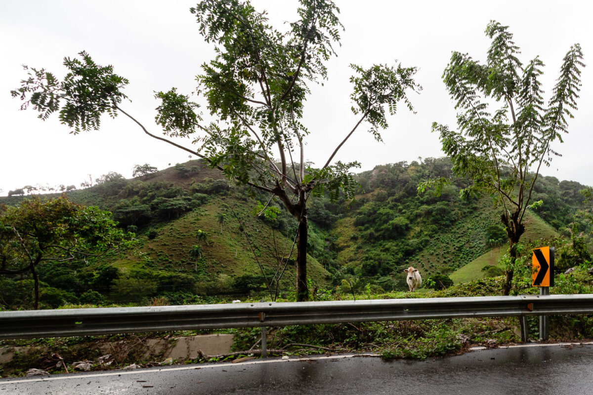 Highway 107 Cow in Dominican Republic