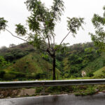 A solitary cow stands just beyond the guardrail along Highway 107 in the Dominican Republic’s El Seibo Province, an area defined by steep hillsides, grazing land, and dense tropical vegetation. This winding road connects the interior highlands with coastal towns like Miches and is known for its sharp curves, frequent landslides, and roadside pastures where livestock freely wander. The lush slopes in the background show typical small-scale hillside grazing patterns, where cattle and goats clear patches among naturally regenerating forest. Road markings and safety reflectors highlight the rural infrastructure, while the presence of the cow illustrates the everyday intermingling of agriculture and transportation in the Dominican countryside.