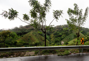A cow seen while driving on 107 in Dominican Republic.