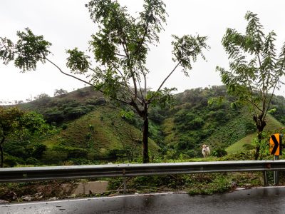 Cow on a Hillside Near Los Brazos, El Seibo Province