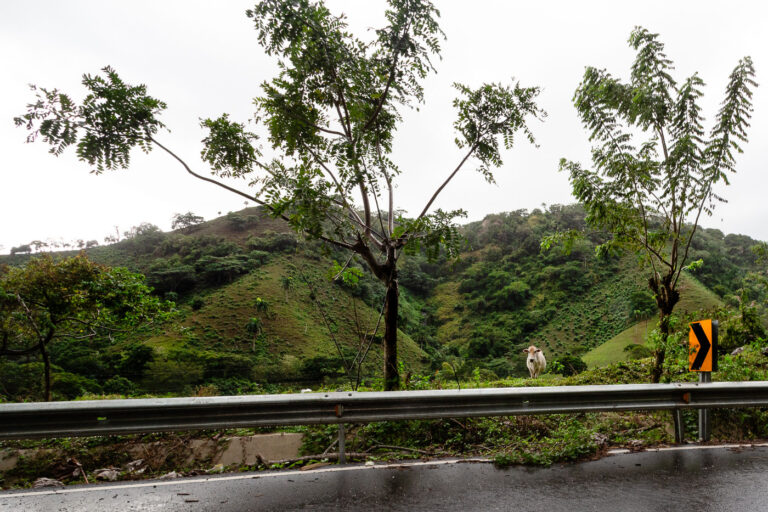 Cow Pasture Along Highway 107, El Seibo Province 1 A solitary cow stands just beyond the guardrail along Highway 107 in the Dominican Republic’s El Seibo Province, an area defined by steep hillsides, grazing land, and dense tropical vegetation. This winding road connects the interior highlands with coastal towns like Miches and is known for its sharp curves, frequent landslides, and roadside pastures where livestock freely wander. The lush slopes in the background show typical small-scale hillside grazing patterns, where cattle and goats clear patches among naturally regenerating forest. Road markings and safety reflectors highlight the rural infrastructure, while the presence of the cow illustrates the everyday intermingling of agriculture and transportation in the Dominican countryside.