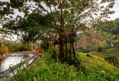 A winding mountain roadway in the eastern Dominican Republic cuts through lush tropical hillsides near the rural communities of Los Brazos and La Majagua in the El Seibo province. The wet pavement and reflective guardrails suggest a recent passing rain, a common occurrence in this humid, mountainous region known for its microclimates and dramatic vegetation changes. These hillside roads are vital connectors between interior farming settlements and coastal markets, often serving traffic ranging from motorcycles and produce trucks to occasional tourist excursions. Native trees and flowering plants cling to the embankment, typical of the region’s mix of hardwoods, palms, and secondary forest growth following decades of agricultural clearing.