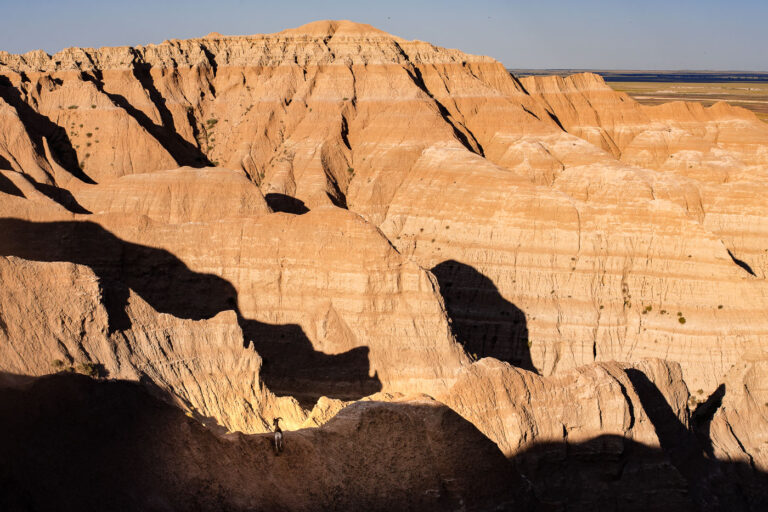 Bighorn Sheep at the Buffalo Gap National Grassland 1 Bighorn Sheep at Buffalo Gap National Grassland in South Dakota.