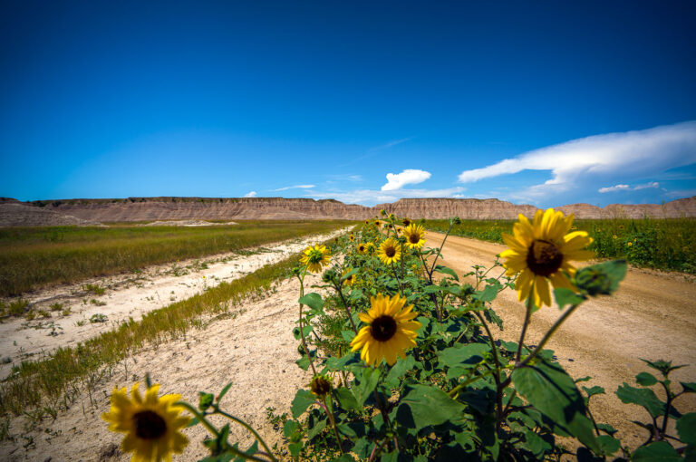 Sheep Mountain Road Sunflowers, Badlands National Park 3 Sunflowers bloom along Sheep Mountain Road in Badlands National Park, South Dakota. This area, known for its unique geological formations, is a popular destination for visitors seeking to experience the natural beauty of the Northern Plains. The road itself provides access to various overlooks and trails within the park, allowing for exploration of the rugged landscape. The presence of wildflowers like sunflowers adds a vibrant contrast to the arid environment, highlighting the resilience of plant life in this challenging ecosystem.
