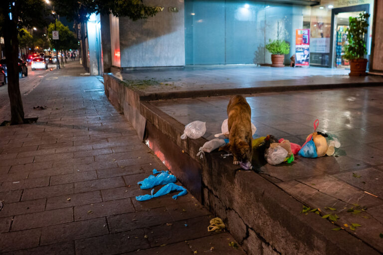 Stray Dog Among Nighttime Street Refuse 3 A stray dog searches through scattered garbage bags outside a commercial building along a dimly lit avenue in central Mexico City. The mix of neon reflections and passing car lights contrasts with the quiet desolation of the sidewalk, where discarded plastic and refuse accumulate overnight. The photograph captures a moment emblematic of many dense urban centers—where stray animals navigate the edges of human infrastructure in search of survival.