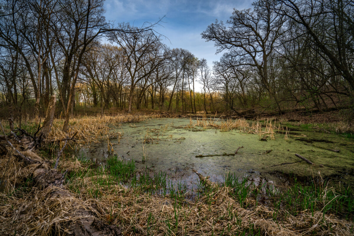 Minnesota Marsh with Algae Bloom and Deadwood