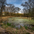 Minnesota Marsh