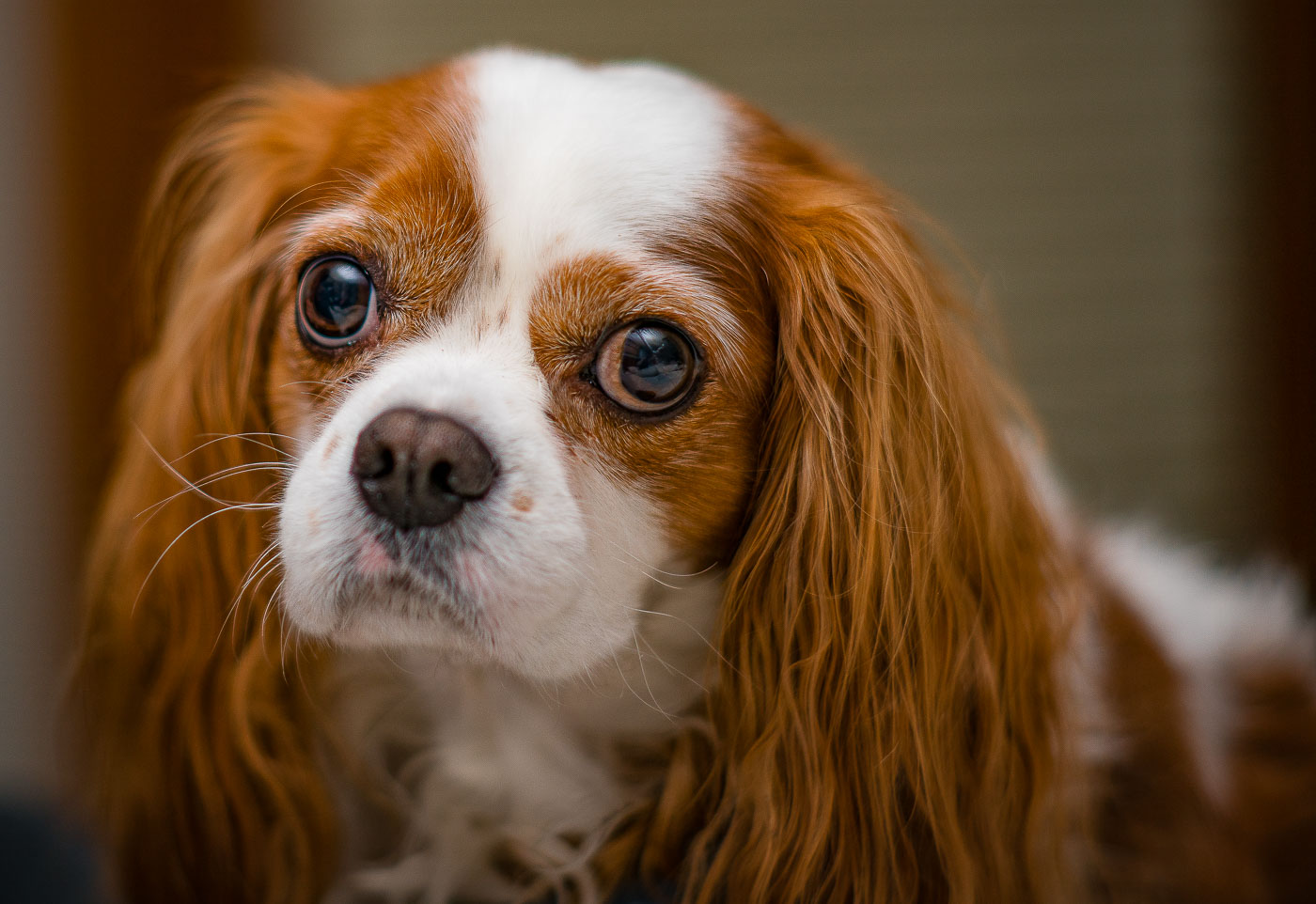 Cute dog looking at the camera