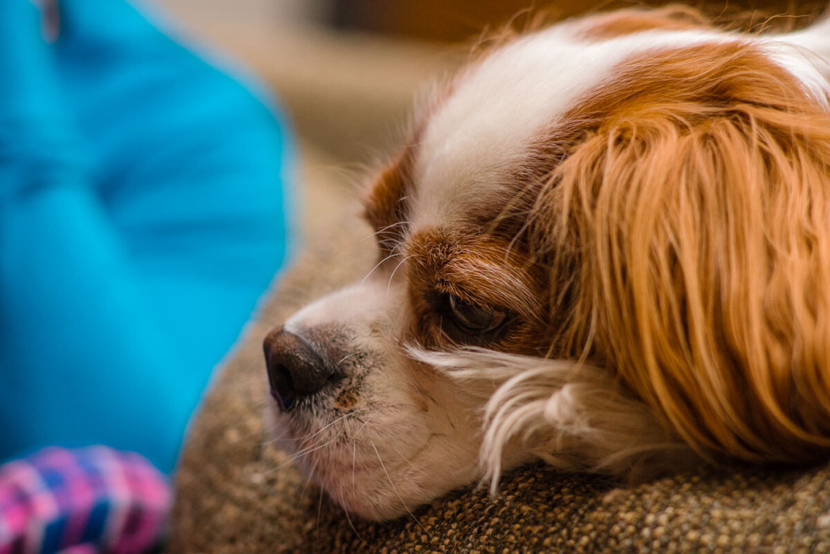 A cute King Charles Cavalier dog sitting on the couch.